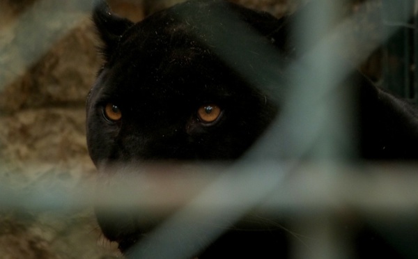 Nord: la panthère baladeuse... volée au zoo de Maubeuge