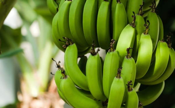 Chlordécone: enquête préliminaire en Guadeloupe sur de présumés stocks enfouis