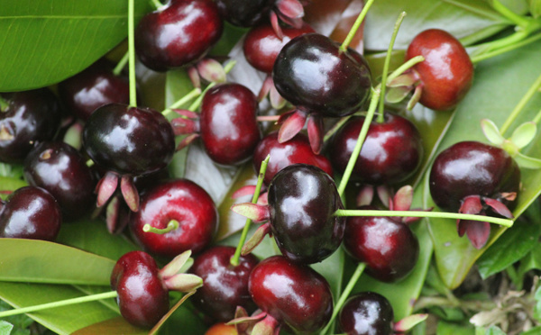 Vaitupa : le temps des “cerises”…