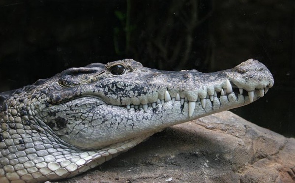 Nouvelle attaque de crocodile en Papouasie-Nouvelle-Guinée