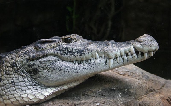 Nouvelle attaque de crocodile en Papouasie-Nouvelle-Guinée
