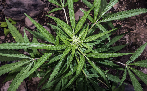 Saisie record à Roubaix de 8.000 pieds de cannabis cultivés en intérieur