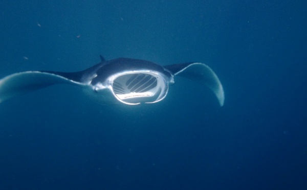 « Pakaihi I Te Moana » : de la recherche au partage des découvertes