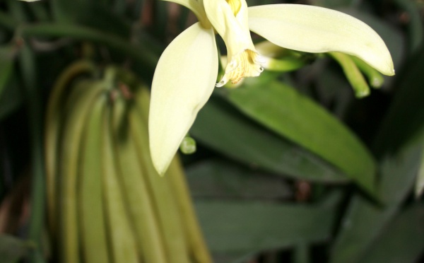 Signature d’une convention de thèse sur la vanille au salon de l’agriculture