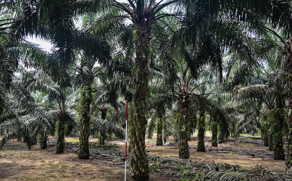 Indonésie: un producteur d'huile de palme soupçonné d'avoir commandité le meurtre de deux journalistes