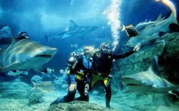 Melbourne: Attaquée par un requin en plein aquarium