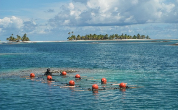 L’aquaculture de bénitier à Tatakoto : un projet en bonne voie