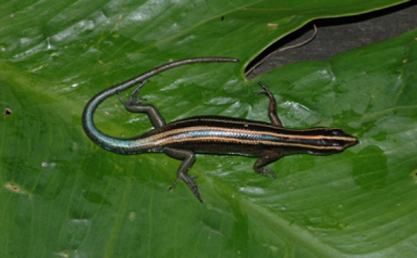 Disparition inquiétante de deux espèces de lézards communs aux îles Hawaii