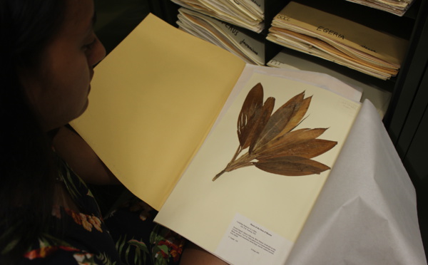 Herbier de Polynésie, un trésor insoupçonné