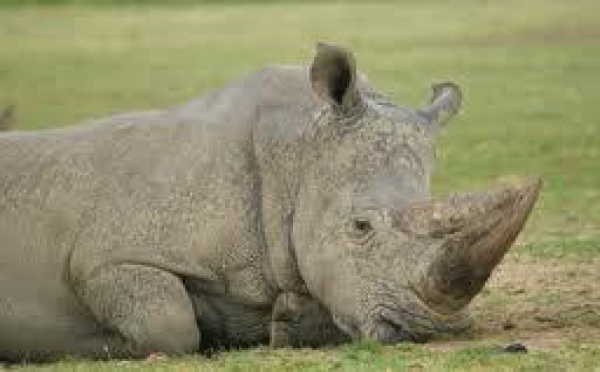 Mystérieuse hécatombe parmi les rhinocéros blancs du zoo de Sydney