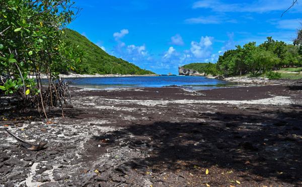 Sargasses: le Sénat refuse une taxe pour les passagers aériens et maritimes