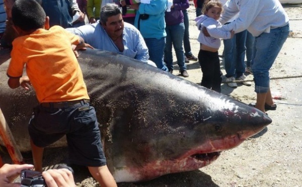 A trois kilomètres des côtes mexicaines deux pêcheurs remontent un requin blanc de près de six mètres