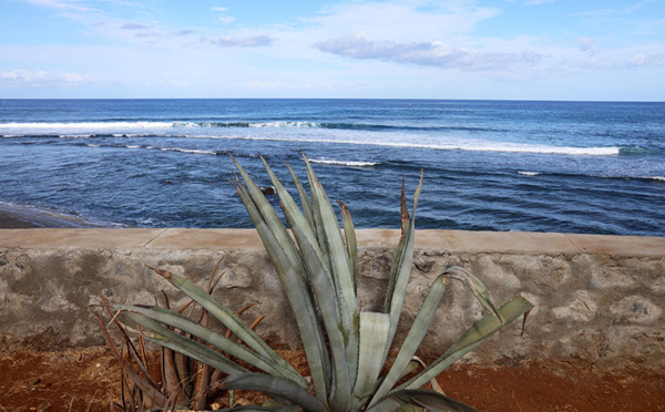La Réunion: des restes humains retrouvés dans l'estomac d'un squale