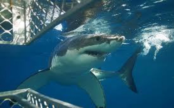 Le tourisme lié aux requins, une manne pour Fidji