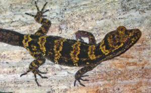 Découverte d’un gecko « bourdon » en Papouasie-Nouvelle-Guinée
