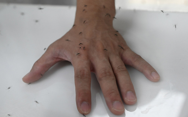 Yémen: 78 enfants morts de la dengue, Save the Children craint une épidémie