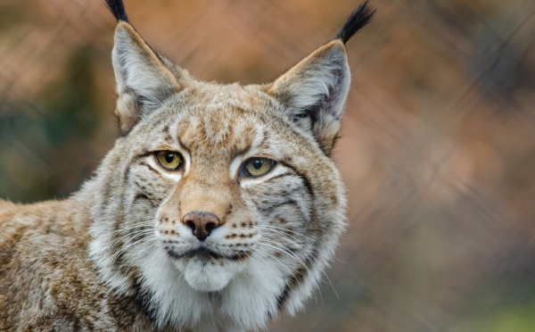 Un lynx, animal protégé, abattu par un braconnier dans le Haut-Rhin