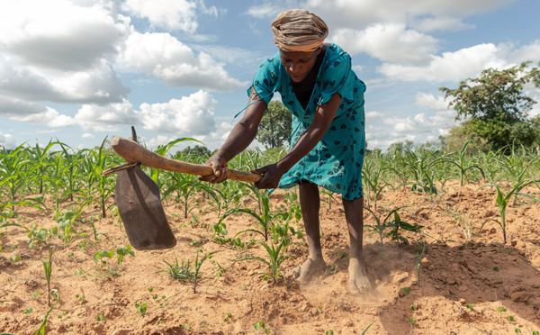 En Afrique australe touchée de plein fouet par la crise climatique, des hommes et des bêtes aux abois