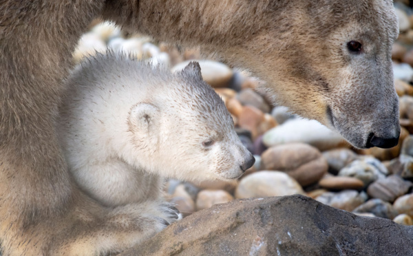 Tout savoir sur les ours