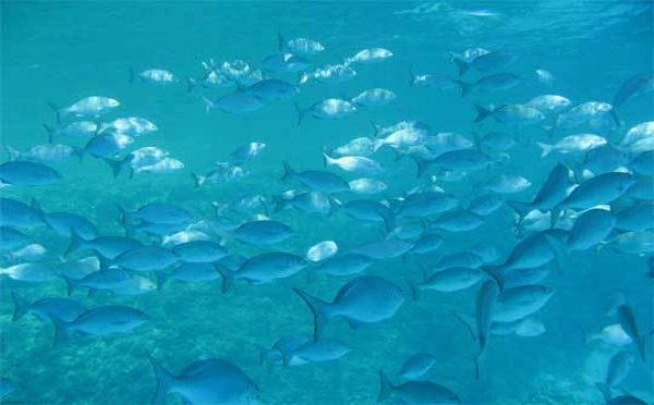 Sommet Rio + 20 : Jacky Bryant et les maux bleus de l'Environnement