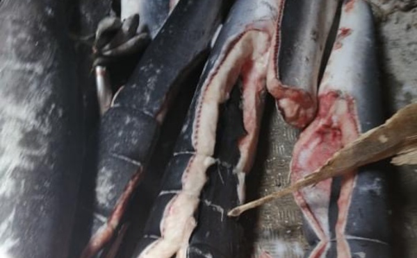 Des requins dans le navire échoué, la Fape attaque