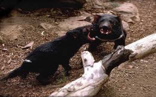 Des vandales attaquent un zoo en Australie: 9 oiseaux tués, 60 animaux échappés