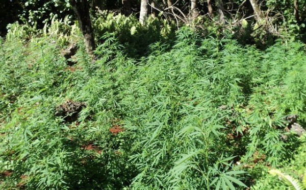 Paka : 717 plants saisis à Rurutu