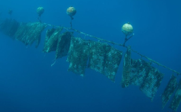 Pollution perlicole, comment les populations l'appréhendent ?