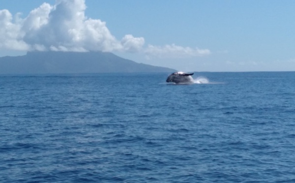 Les premières baleines vues à Taapuna
