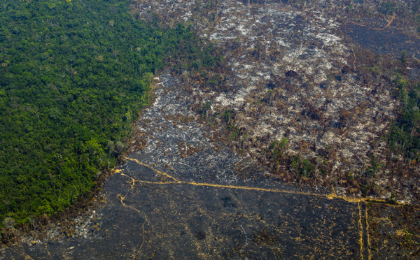 Un terrain de foot de forêt primaire détruit toutes les six secondes, selon une étude