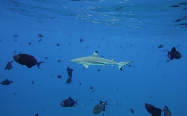 Shark feeding à la Vallée Blanche : renvoi du procès au 20 octobre