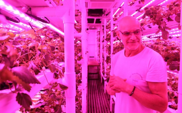 Les fraises hightech de la presqu’île
