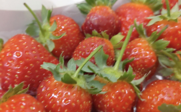 Les fraises de Toahotu voient la vie en rose