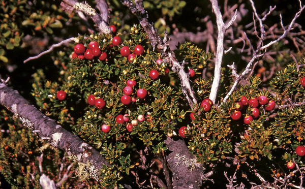 Délices sauvages d’Ushuaia