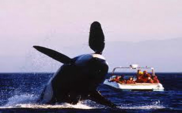 Whale Watching : le gouvernement tongien veut réglementer