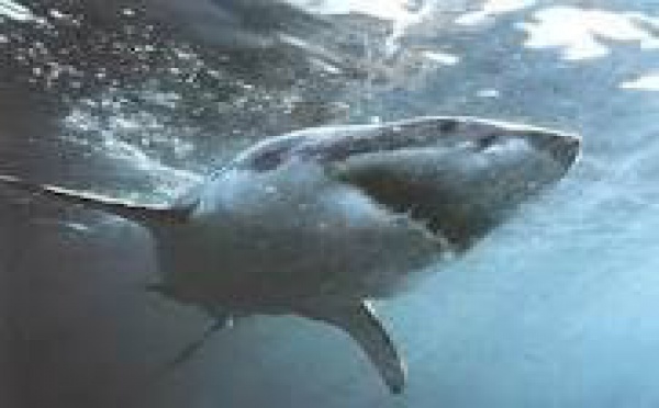 N-Calédonie: un pêcheur sous-marin tombe nez à nez avec un requin blanc