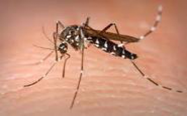 Epidémie de chikungunya en Papouasie-Nouvelle-Guinée