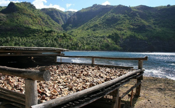 Coprah : des interrogations sur la filière