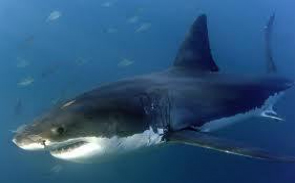 USA: un surfer tué par un requin au large de la Californie