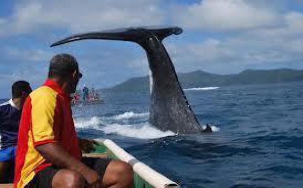 Une baleine à bosse inquiète au Sud de Fidji