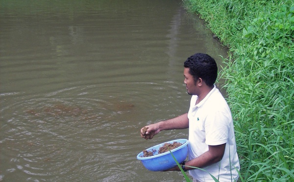 Les pays océaniens préparent un avenir meilleur grâce à un plan pour l'aquaculture