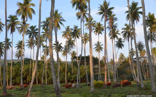 Budget 2013 de l’outremer : les crédits d’Etat en baisse pour la Polynésie