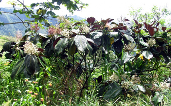 Un Raid contre le myconia à Mataiea