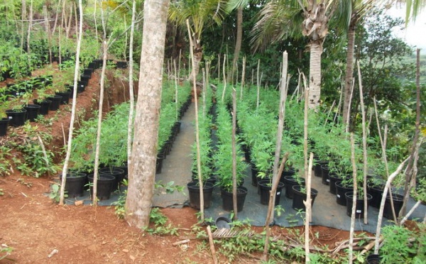 Toahotu : découverte de 1.050 plants de Paka