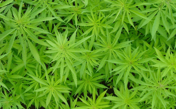 Cannabis : le Tavini dénonce l'hypocrisie et réclame un débat objectif