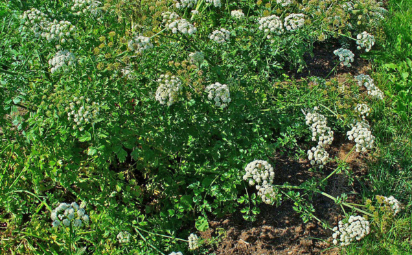 Décès lors d'un stage de survie: Un Polynésien en détention provisoire