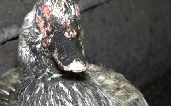 L214 cible un élevage "révoltant" de canards reproducteurs pour foie gras en Béarn