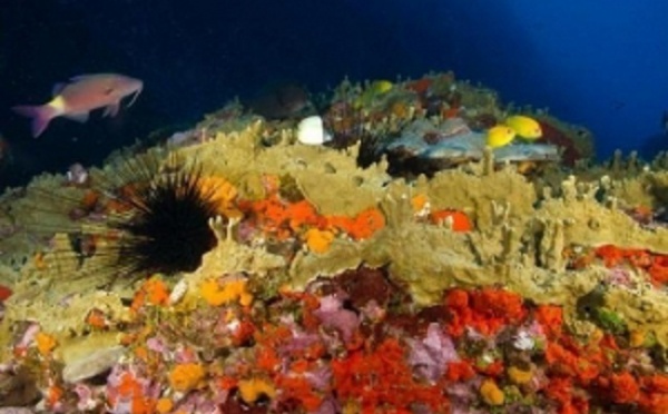 Vers une aire marine protégée aux Marquises