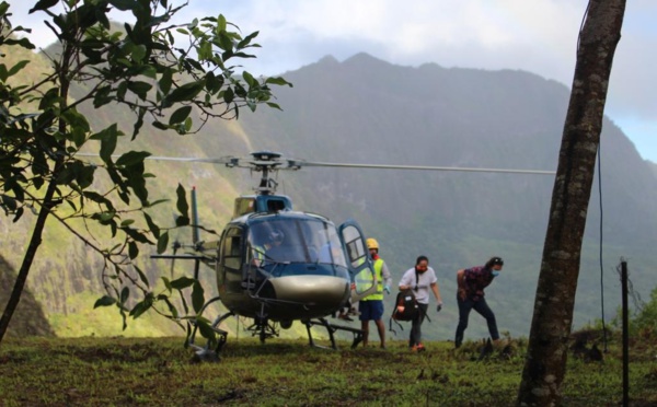 Maraeti'a : nouvelle étape du projet de restauration de forêt 