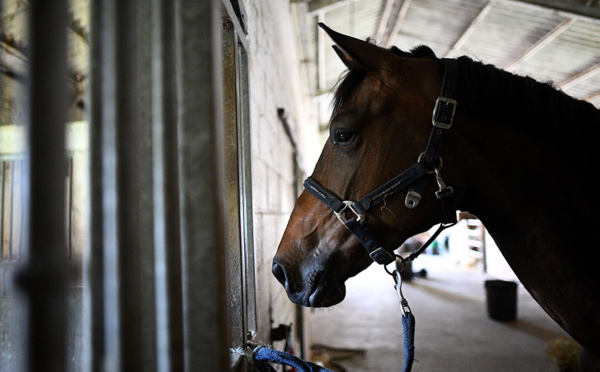 Le président d'un refuge agressé après la mutilation de ses animaux